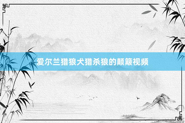 爱尔兰猎狼犬猎杀狼的颠簸视频